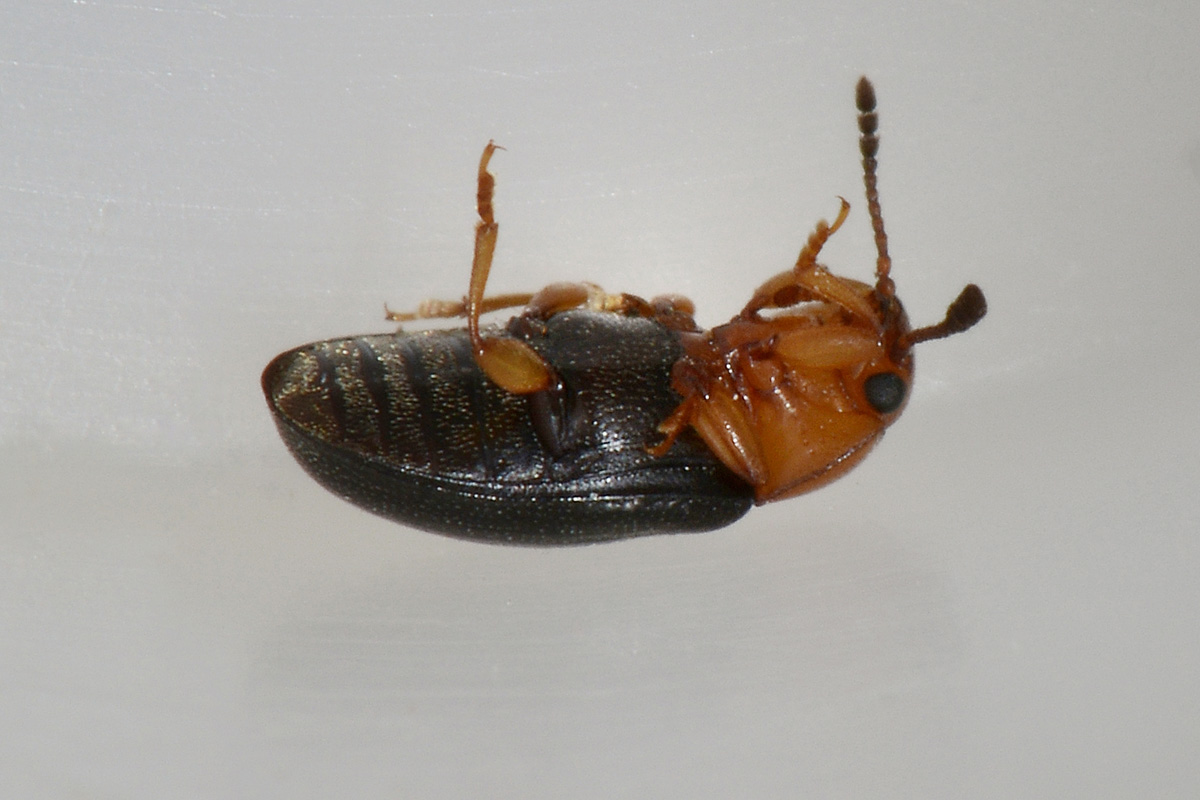 Erotylidae: Triplax lacordairii? S.